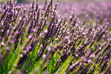 beautiful and fragrant purple and blue lavender flowers