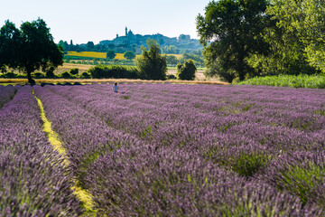Fototapeta na wymiar people in a beautiful lavender field between perfume and blue violet color