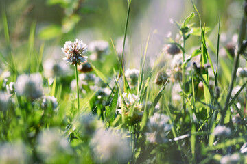 White clover in the field