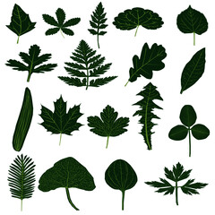 Vectors representing different leaves, mountain leaves