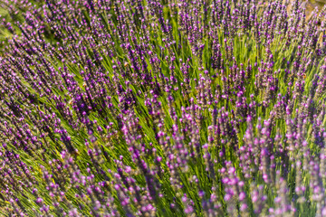 beautiful and fragrant purple and blue lavender flowers
