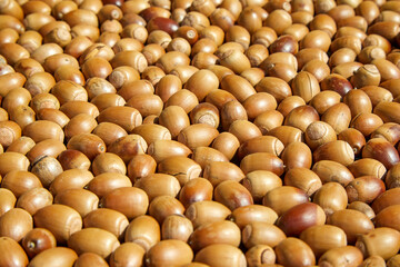 도토리묵 만드는 많은 도토리