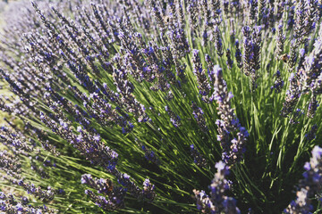 beautiful and fragrant purple and blue lavender flowers