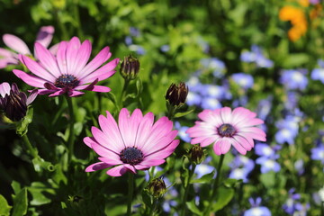 Obraz premium Osteospermum in garden with blue flowers in background