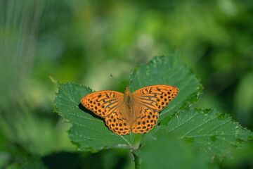 Male silver-washed fritillary butterfly (Argynnis paphia) taking a sunbath on a blackberry leaf.