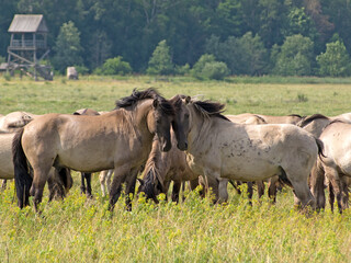 Fototapeta na wymiar rub their heads gently two free-ranging horses breed Konik grazing in the Dunduru meadows, Latvia