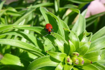 Scarlet lily beetle, Lilioceris lilii. Red beetle eats, damages lily leaves. Macro photography on a summer sunny day
