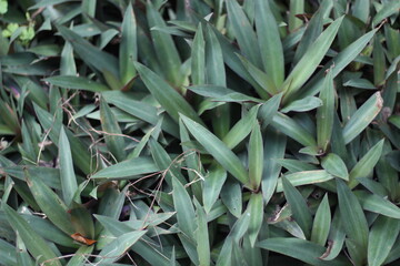 Many small green leaves like small vines