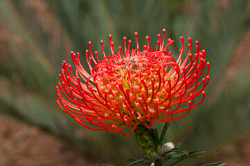 Sydney Australia, bright red flowerhead of a Leucospermum x lineare shrub