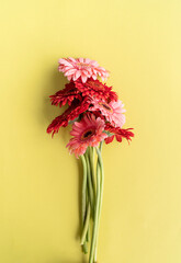 Pink and red gerbera daisies bouquet on green background