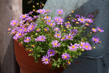 Balkonblumen, Astern, lila, Sommer, Topfpflanze