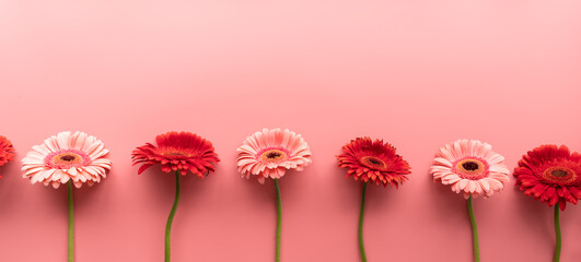 Red and pink gerbera daisies in a raw on a pink background