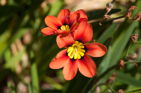 Sydney Australia, orange flower of a sparaxis tricolor or harlequin flower native to southern africa