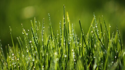 green grass with dew