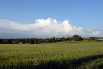 Fototapeta premium Feld bei Lauffen am Neckar