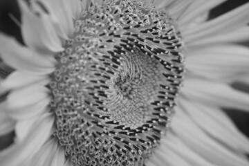 Close up of a sunflower in black and white