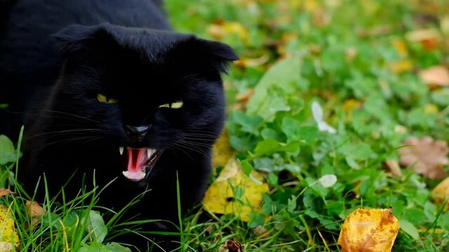 Angry black cat. Halloween symbol. Black cat hisses and bares its teeth in the autumn garden.Aggressive cat close-up