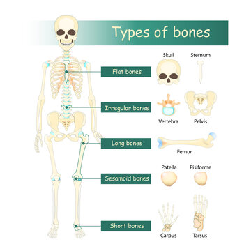 Bones types of Human skeleton