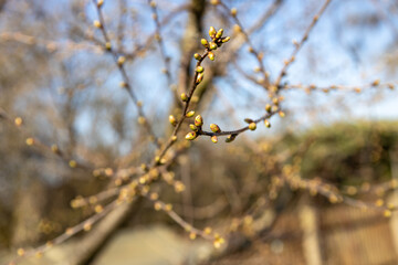 First delicate blossom grows on the branches of the cherry tree