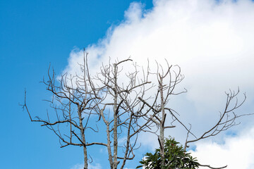 ry tree with blue sky and white clouds - obrazy, fototapety, plakaty