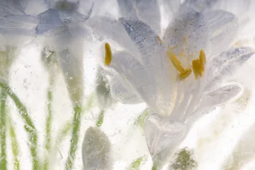 Foto auf Acrylglas Weißes Agapanthus in Eis 2 © Marc Heiligenstein