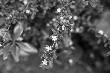 Small white flowers and leaves