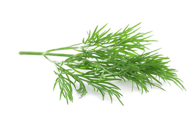 Sprig of fresh dill on white background