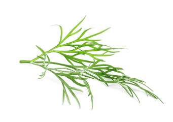 Sprig of fresh dill on white background