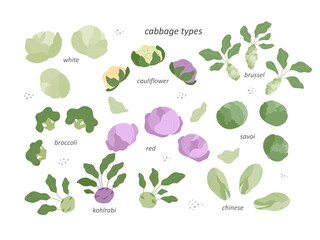 Set - types of cabbage.