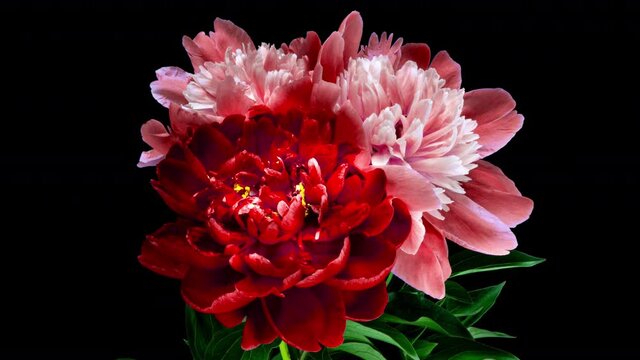 Beautiful red peony flowers bouquet opening background. Blooming roses flower open, time lapse, closeup. Wedding backdrop, Valentine's Day concept. Bouquet on black backdrop, closeup 4K UHD timelapse