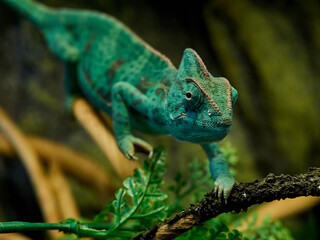 Yemeni chameleon in green thickets