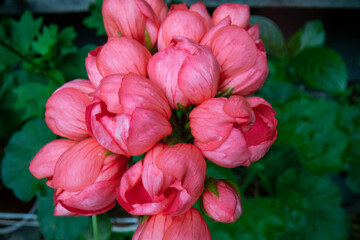 Pink geranium flowers