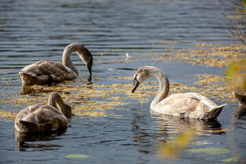 Young swans on a long lake in Olsztyn - gray water birds with gray beaks from the Cygnini tribe