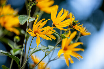 Jerusalem artichoke is an ornamental, forage and cultivated plant - beautiful yellow flowers on a blue background. Blooming perennial - autumn