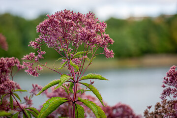 Purple Plant - a pink-blooming garden plant. Autumn flowering perennial.