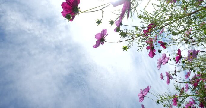 Video of a field of cosmos in full bloom, looking up at the flowers from directly below and slowly turning.