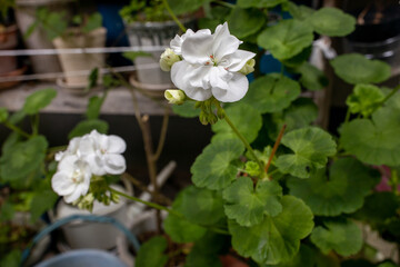 Obraz na płótnie Canvas Image of white geranium flower
