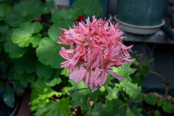 Pink geranium flowers