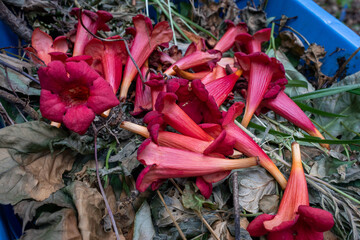 Chinese trumpet vine petals