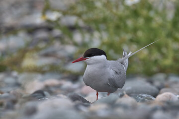 Arctic tern on a pebble beach at Cemlyn bay in Wales