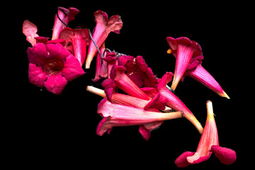 Chinese trumpet vine petals