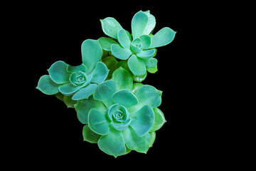 Green succulents