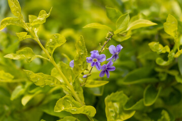 forget me not flowers