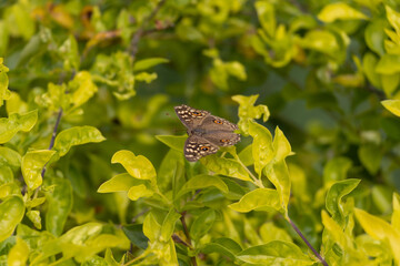 Peacock butterfly on leaf