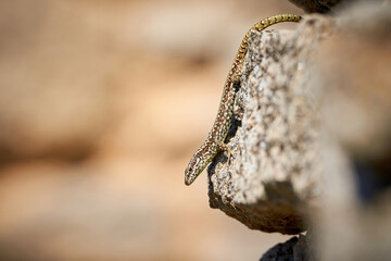 Common wall lizard sunbathing on a rock in the morning (Podarcis Muralis)	