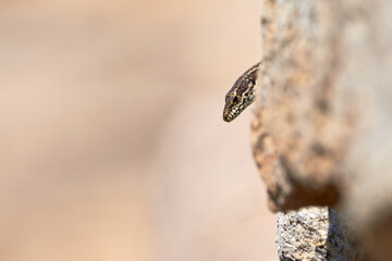 Common wall lizard head peaking  (Podarcis Muralis)	