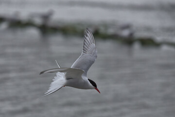 Arctic tern in flight at Cemlyn bay in Wales