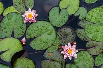 Foto auf Glas Lotus flower plants​ composition​ flower​. Top view, flat lay, natural background​ © KAL'VAN