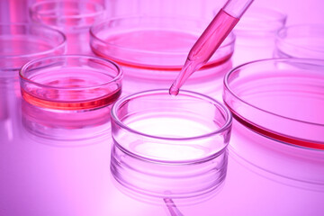 Dripping reagent into Petri dish with sample on table, toned in pink