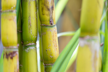 Obraz premium Closeup of sugar cane